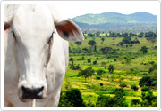 Sol Agronegócios